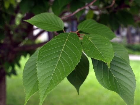 Prunus serrulata 'Kwanzan' leaves klr | Clemson Extension Home & Garden Information Center | Flickr