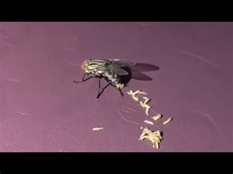 Fly laying maggots | insects | life cycle #nature #insects - YouTube