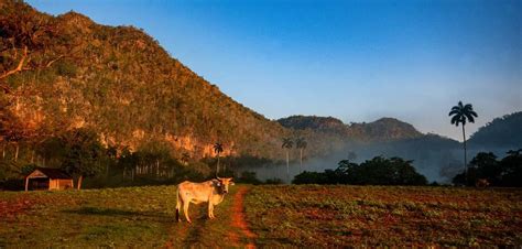 Los mogotes del Valle de Viñales - Covering Cuba Tourism & Travel, Food & Cuisine, Culture ...