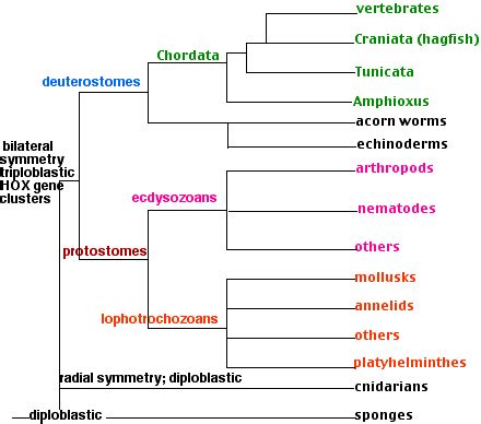 19.1.10: Invertebrates - Biology LibreTexts