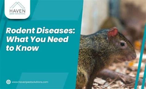 Rodent Diseases: What You Need to Know - Haven Pest Solutions