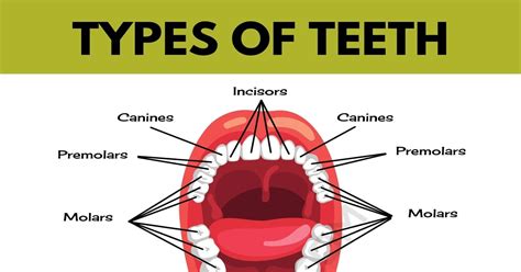 Teeth Names | Types of Teeth | Names of Teeth in English with Pictures • 7ESL