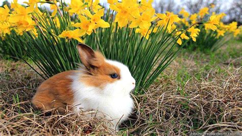 Spring Animals Desktop Wallpaper - WallpaperSafari