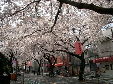 File:Fuchu-Koen-Dori in Fuchu Tokyo Japan.jpg - Wikimedia Commons