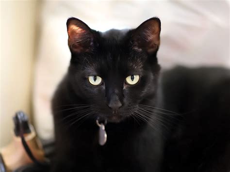 23 Black Cat Breeds That Will Make You Want to Be a Cat Parent Again