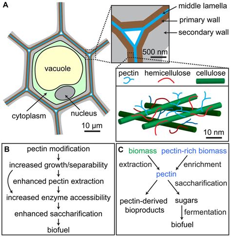 Frontiers | Roles of pectin in biomass yield and processing for biofuels