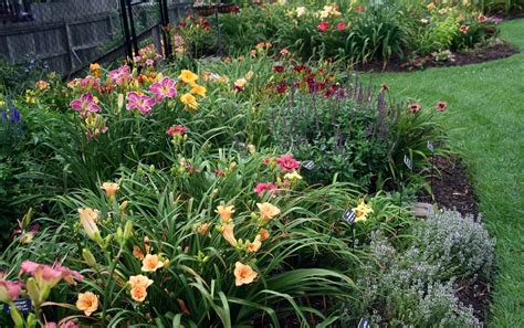 Day lilies, Front yard landscaping, Garden planning