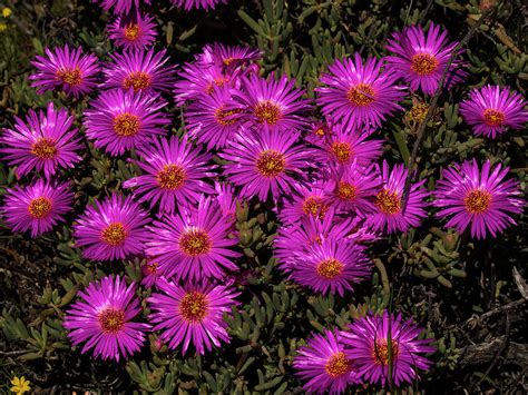 Succulent Karoo blooming - 3 Photograph by Claudio Maioli | Fine Art ...