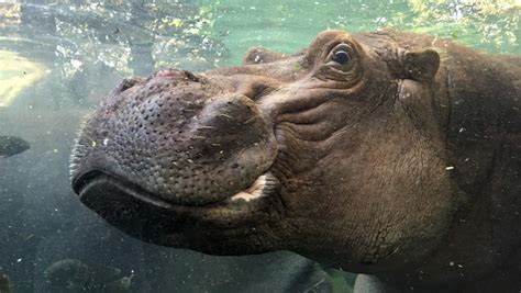 Cincinnati Zoo's hippos getting new $8M home