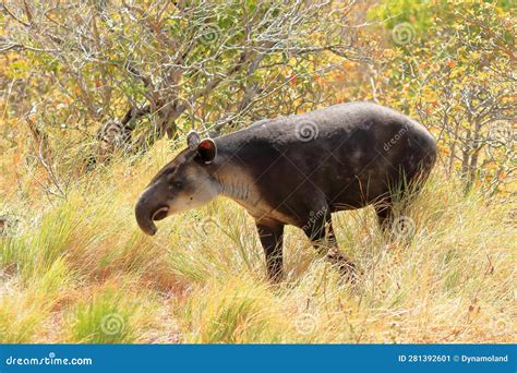 A Baird S Tapir in Rincon De La Vieja National Park in Costa Rica, Central America Stock Image ...