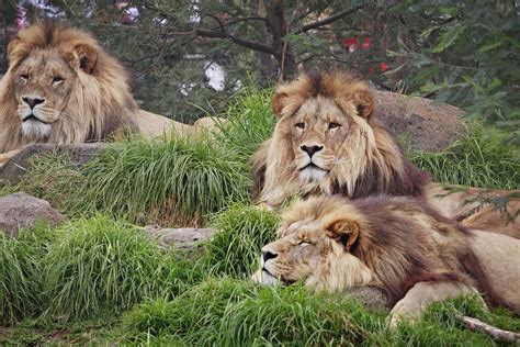 Beureukaih:Lions - melbourne zoo.jpg - Wikipèdia bahsa Acèh, ènsiklopèdia bibeuëh