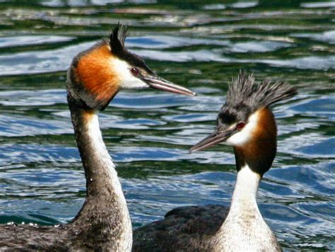 HOODED GREBE photos - wallpapers | the fun bank