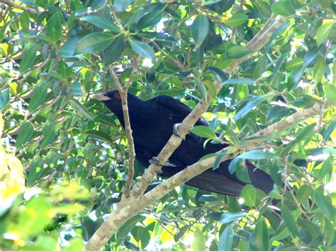 A Koel comes calling… | Tanya Loos