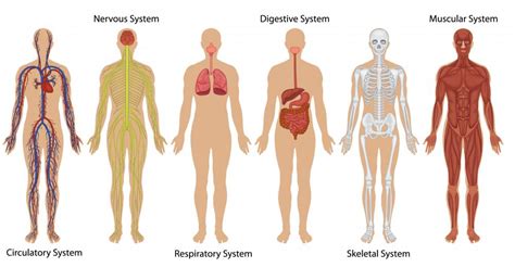 what are the systems of the human body | [#] Lunawsome