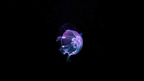 water, Underwater, Nature, Animals, Sea, Jellyfish, Dark, Black ...