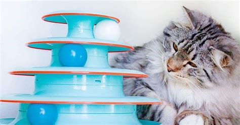 The 7 Best Cat Toys For Older Cats In 2022