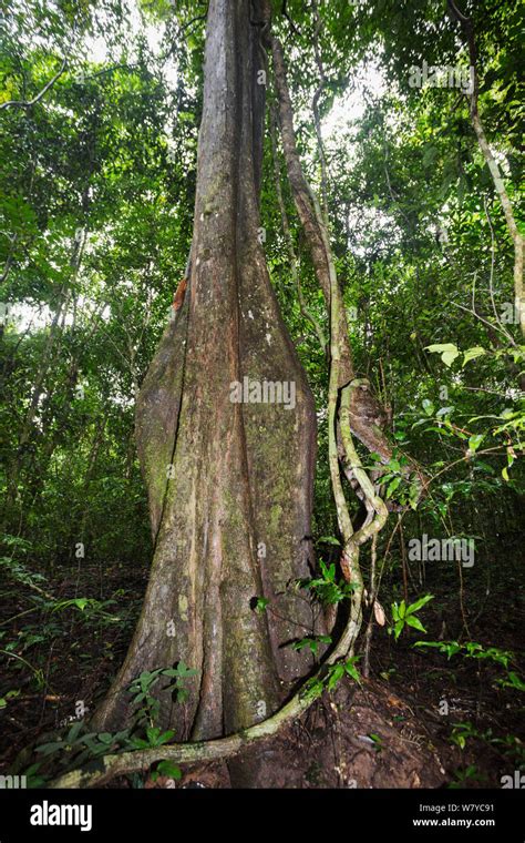 Rosewood tree hi-res stock photography and images - Alamy