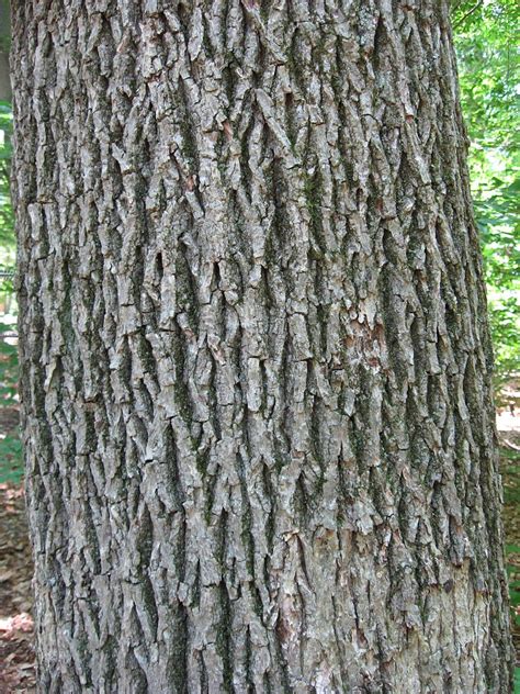 Carya tomentosa (Big-bud Hickory, Mockernut Hickory, Squarenut, White ...