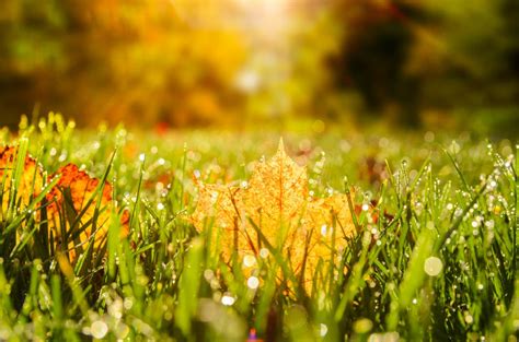 Fall Lawn Care Recommendations: Part 1