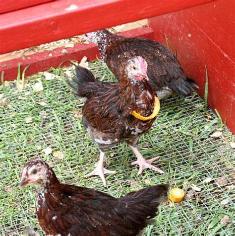 Speckled Sussex colors? | BackYard Chickens - Learn How to Raise Chickens