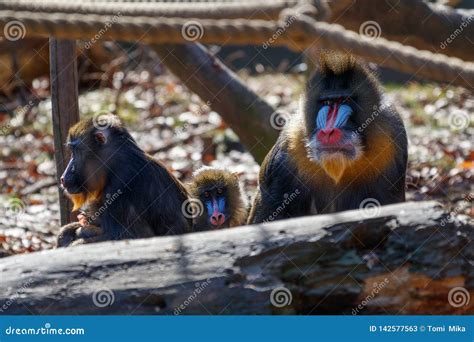 Mandrill - family portrait stock image. Image of biology - 142577563