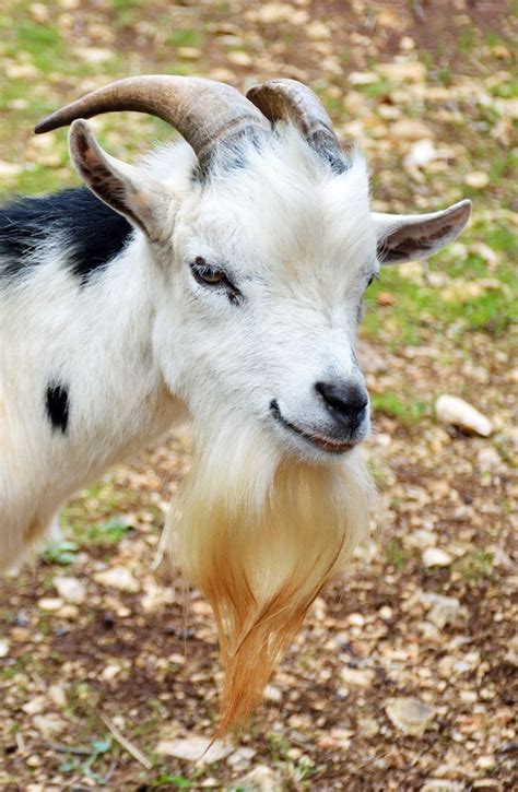 Here Is a List of 10 Extremely Good Goat Beards - Modern Farmer | Goats ...