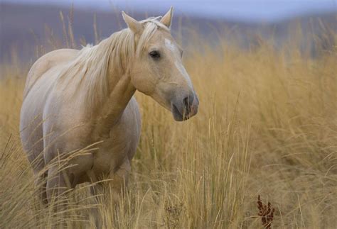 Quarter Horse Colors And Markings