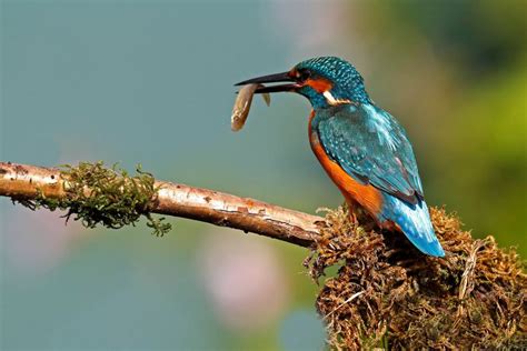 Kingfisher catching fish taken by Martin Lawrence