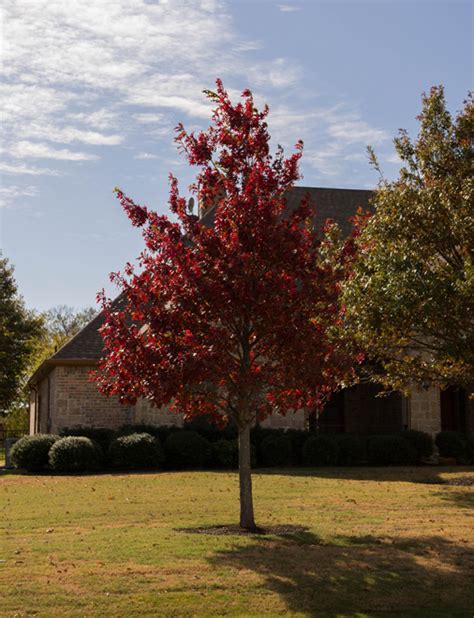 Shumard Red Oak Tree - Dallas, Texas - Treeland Nursery