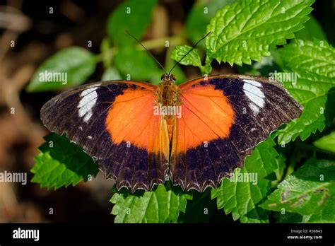 At the Bribie Island Butterfly House Stock Photo - Alamy