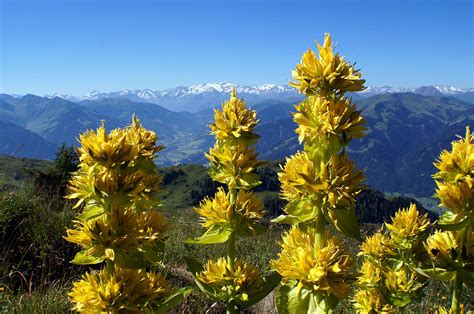 Great yellow gentian - planting, care and tips - live-native.com