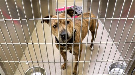 Denver Animal Shelter reduces adoption fees this month - Denverite, the ...