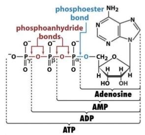 In the DNA backbone, which bonds exactly are considered ester bonds ...