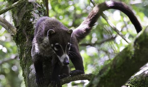 White-nosed coati facts, distribution & population | BioDB