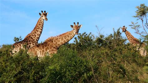 Greeting South African Giraffe at Hluhluwe-Imfolozi Park | Smithsonian ...