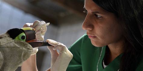 Severely Injured Toucan Who Was Attacked By Vandals To Receive 3-D Printed Prosthetic Beak | Un ...