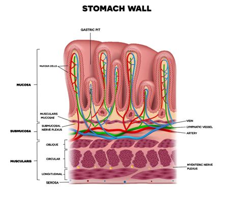 Body Cavities and Membranes - SCIENTIST CINDY