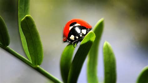 80-mile ladybug swarm caught on weather radars in California