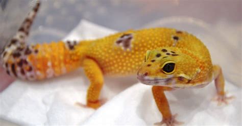 Leopard Gecko Names: The Complete List - A-Z Animals