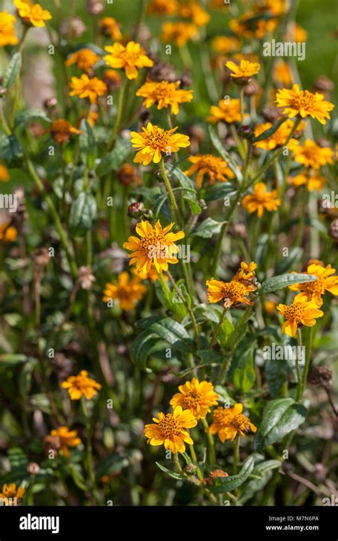 Niger Seed, Nigerfrö (Guizotia abyssinica Stock Photo - Alamy