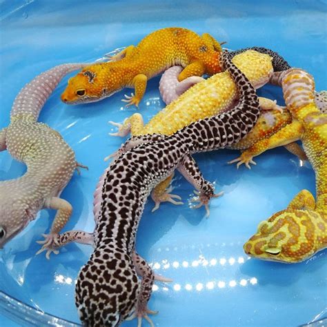 Leopard Gecko Mixed Morphs - adult males OUR MIX