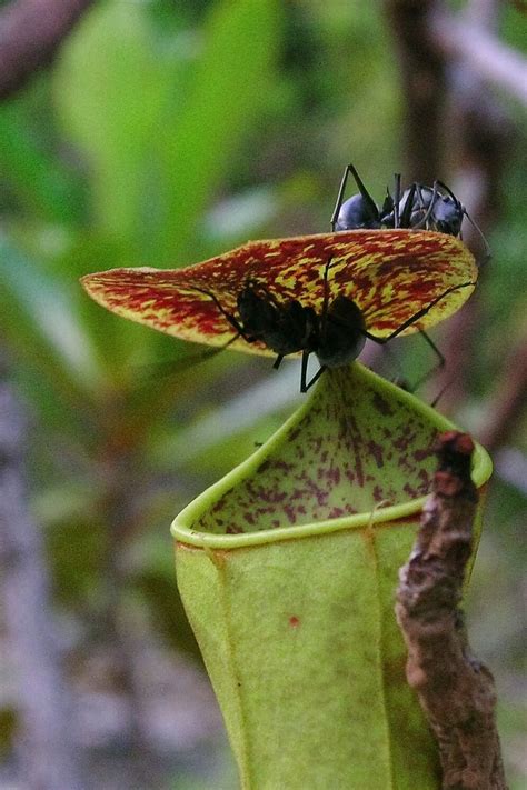 Bug-Eating Plant Uses Raindrops to Capture Prey | Live Science