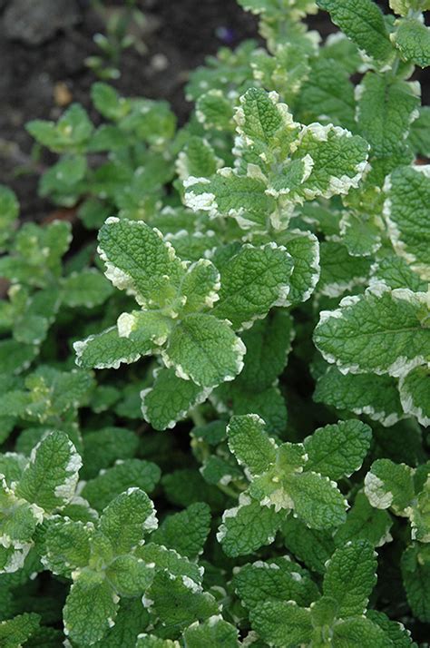 Variegated Pineapple Mint (Mentha suaveolens 'Variegata') in Regina, Saskatchewan (SK) at Dutch ...