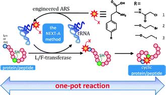 Synthesis of a cyclic peptide/protein using the NEXT-A reaction ...