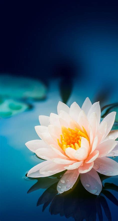 Cute Lotus Flowers Phone Wallpapers - Wallpaper Cave