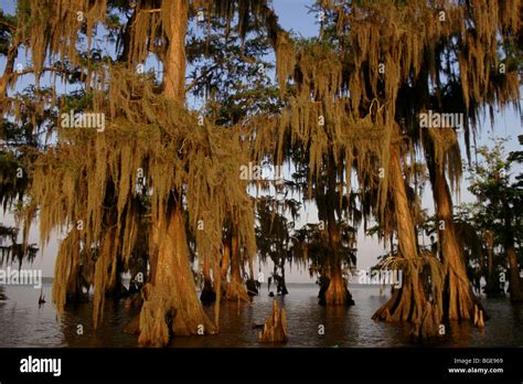 Cypress Trees in the Bayou, Lake Fausse Pointe State Park, Louisiana, USA Stock Photo - Alamy