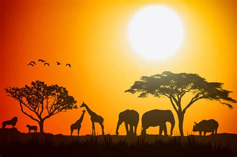 African Landscape Scene Of Safari Animal Savannah Silhouette Sunset Background Stock Photo ...