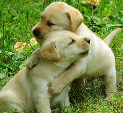 cute puppy hugs - Cute Puppies Photo (41423756) - Fanpop