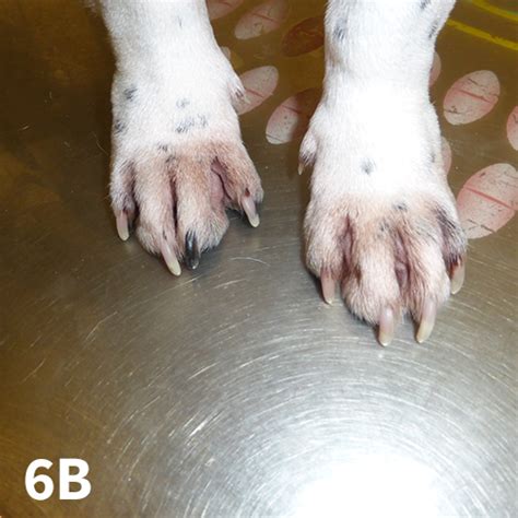 Canine Atopic Dermatitis | Clinician's Brief