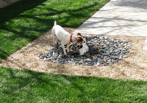 8 Backyard Ideas to Delight Your Dog